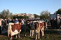 In prà della Antica Fiera di Arsego (4)